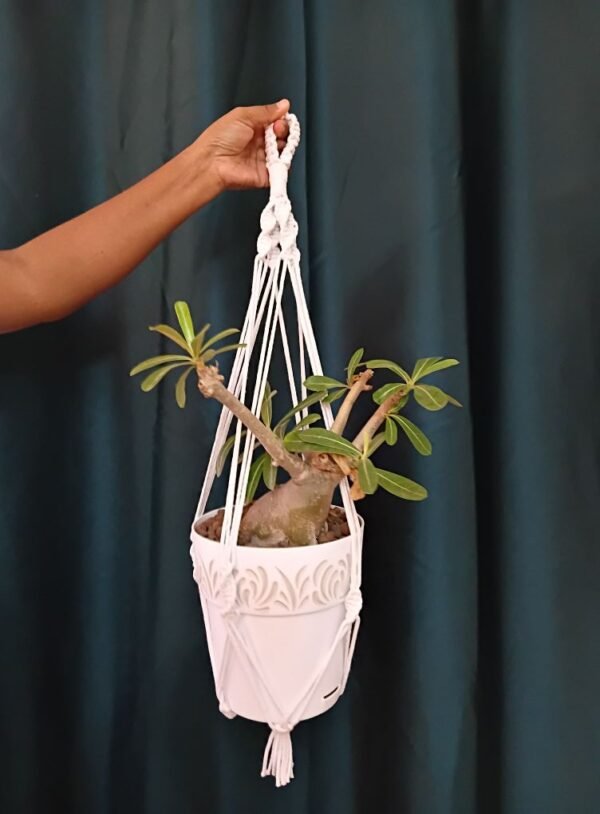 Porte fleur suspendu
